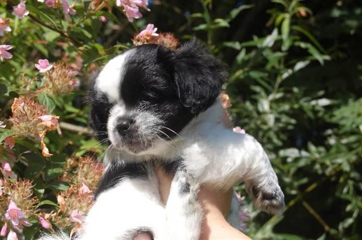 Tibetansk spaniel Chicco billede 9