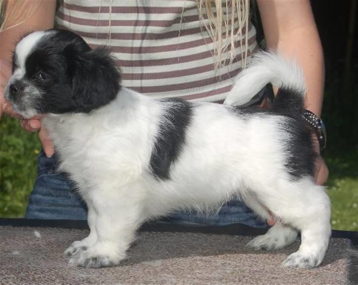 Tibetansk spaniel Chicco billede 10
