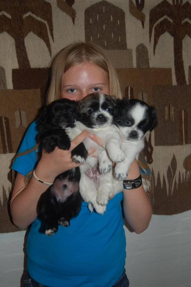 Tibetansk spaniel Chicco - Chicco (længst til højre) og hans to brødre :) billede 11
