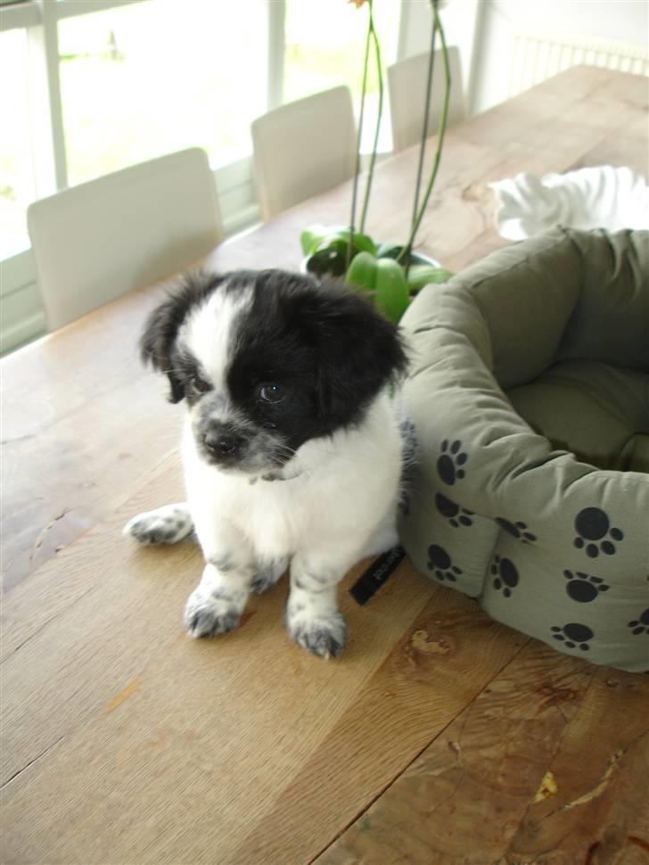 Tibetansk spaniel Chicco billede 12