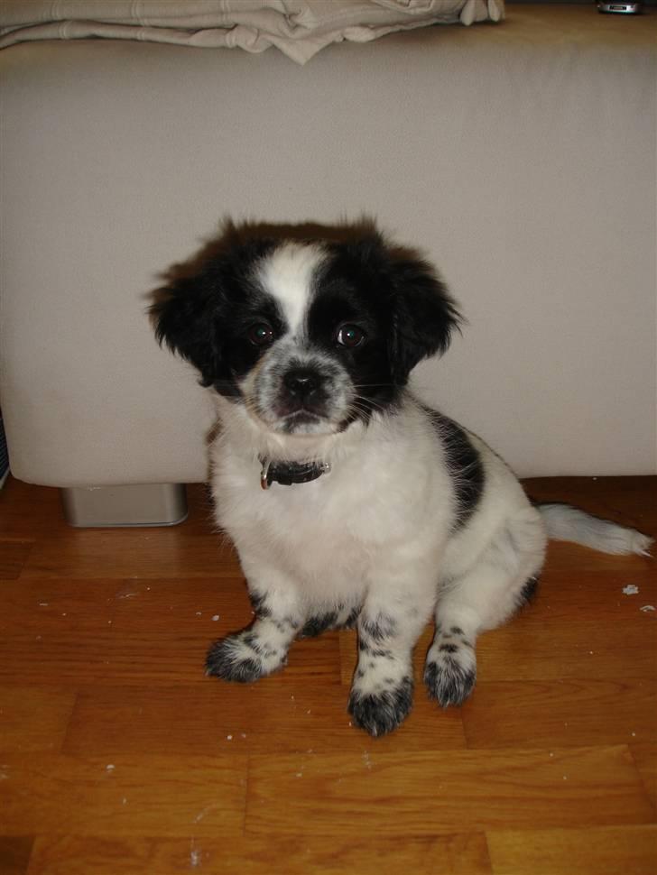 Tibetansk spaniel Chicco billede 13