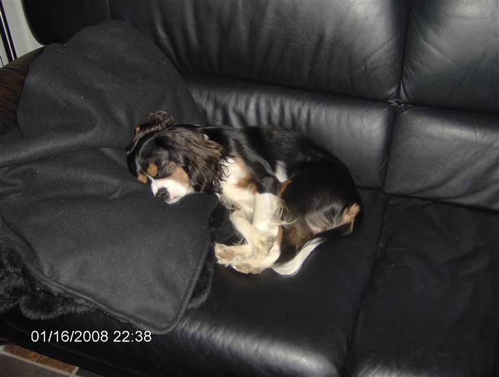 Cavalier king charles spaniel Ricky - man bliver træt efter en dag i skoven. billede 10