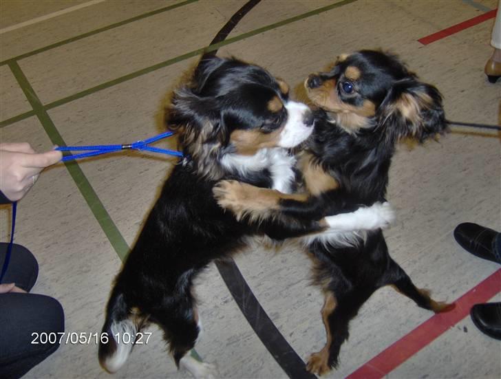 Cavalier king charles spaniel Ricky - Skal vi danse? billede 11