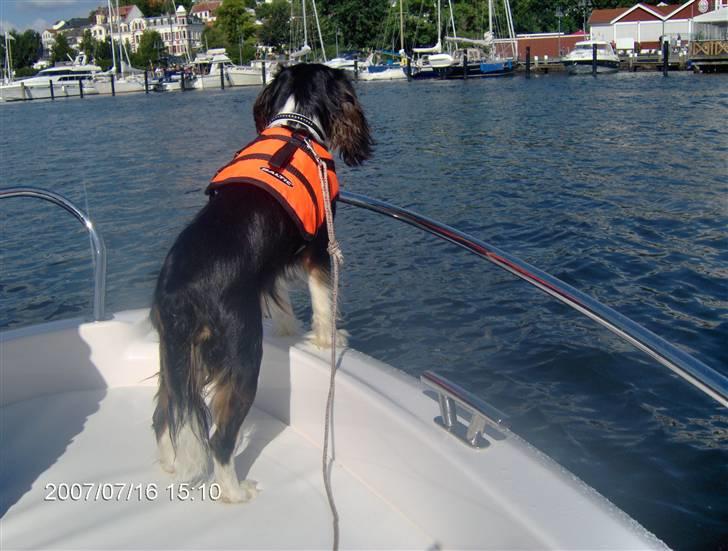 Cavalier king charles spaniel Ricky - Jeg nyder udsigten. billede 12