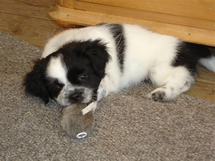 Tibetansk spaniel Chicco billede 14