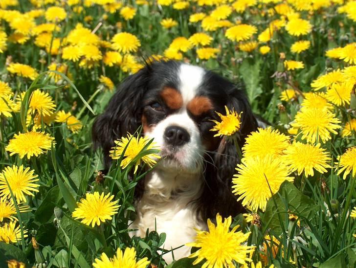 Cavalier king charles spaniel Mitzi billede 17