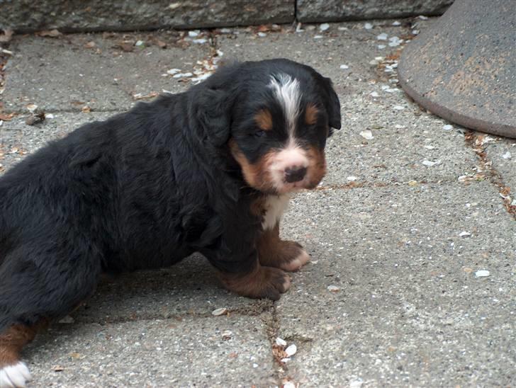 Berner sennenhund Chili billede 16