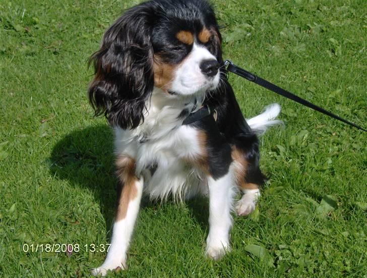 Cavalier king charles spaniel Ricky billede 13