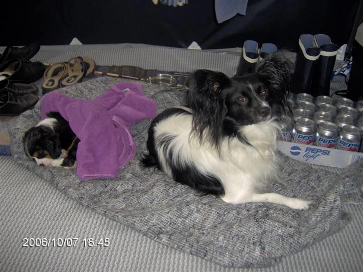 Cavalier king charles spaniel Ricky - På camping med Mevse billede 14