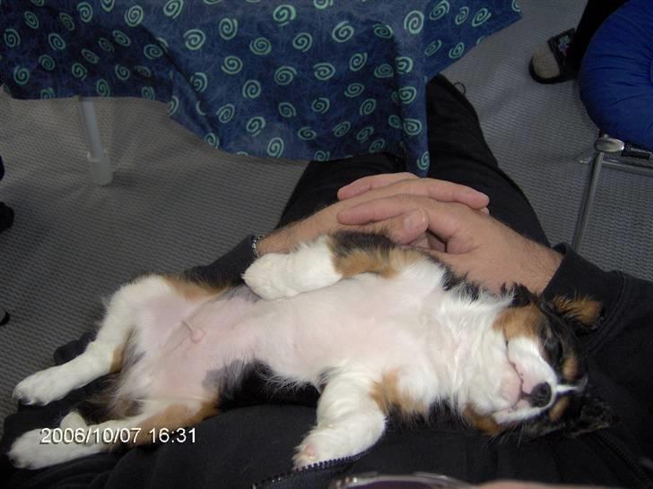 Cavalier king charles spaniel Ricky - Faldt i om på far´`s mave. billede 15