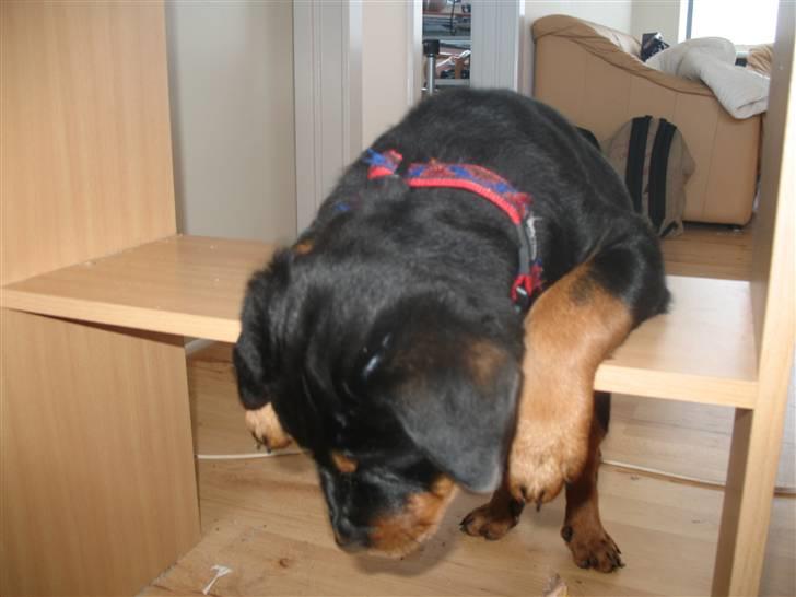 Rottweiler Gisken von Haus Nomis - Hmm... Gad vide, hvad det er, der ligger dernede? billede 1
