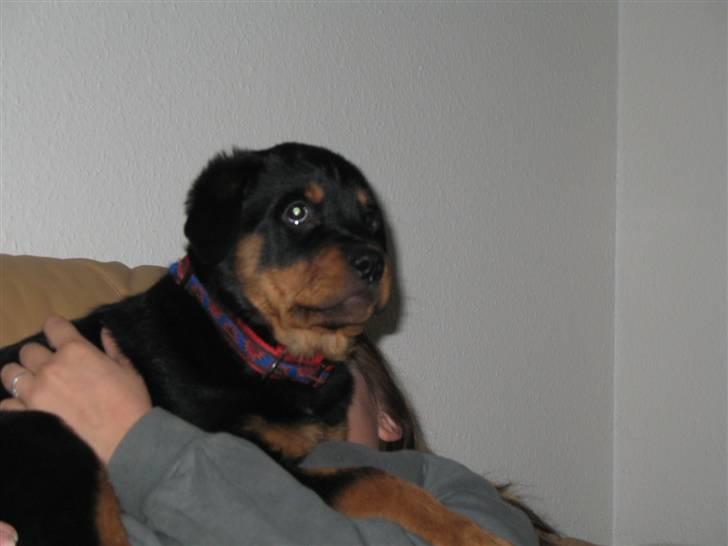 Rottweiler Gisken von Haus Nomis billede 2