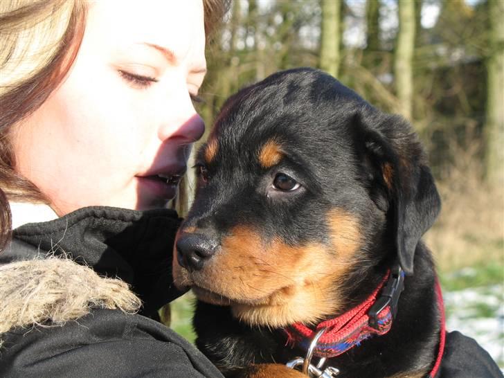 Rottweiler Gisken von Haus Nomis - Bliver lige båret... billede 3