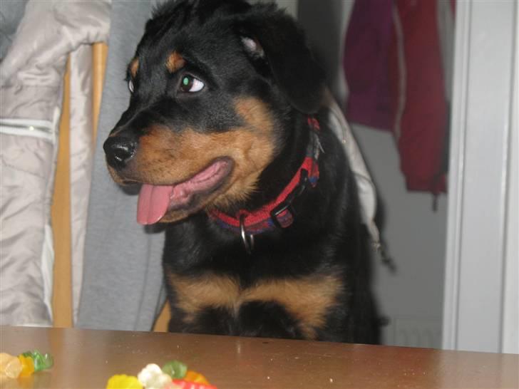 Rottweiler Gisken von Haus Nomis - Måske hun gi´r en vingummibamse? billede 4