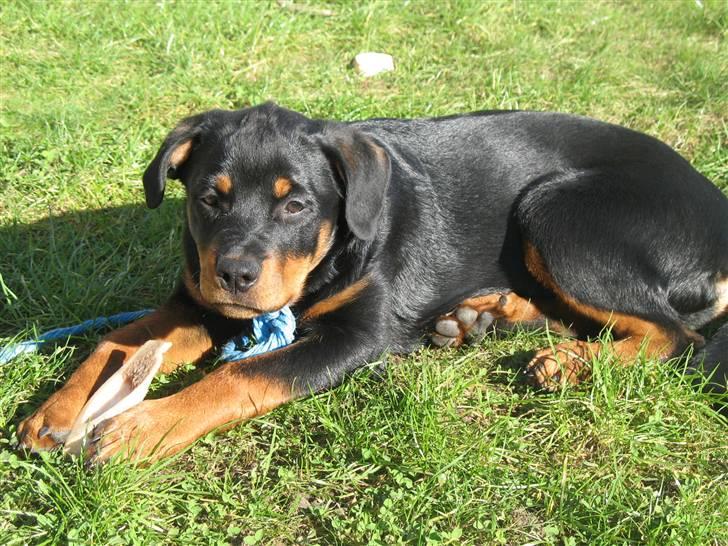 Rottweiler Gisken von Haus Nomis - Så er man blevet bundet.... billede 5