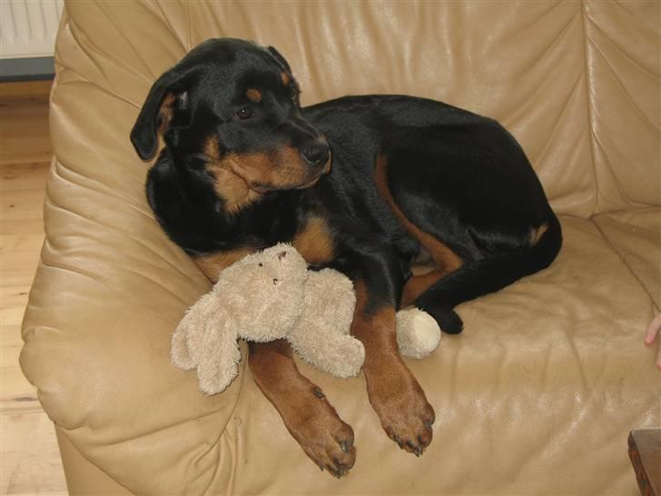 Rottweiler Gisken von Haus Nomis - Jaja, jeg ved godt, jeg ikke må ha´ den.... billede 6