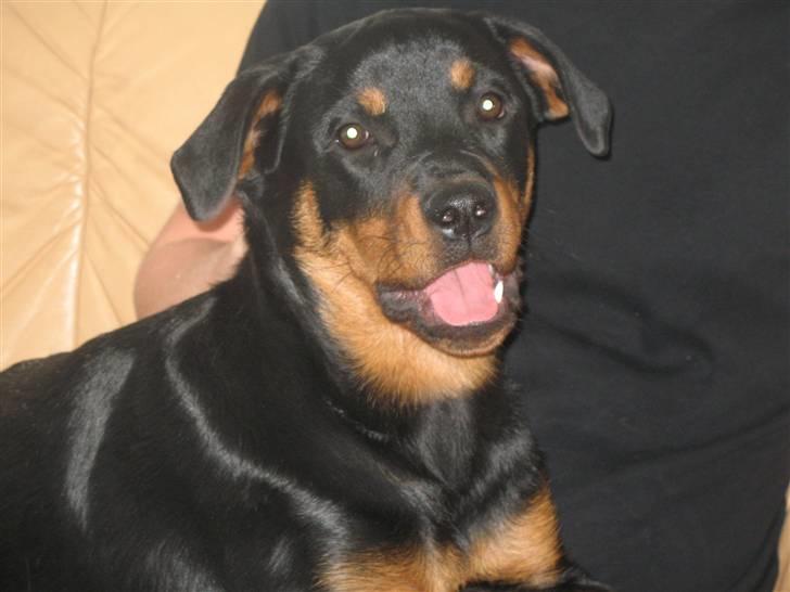 Rottweiler Gisken von Haus Nomis billede 7