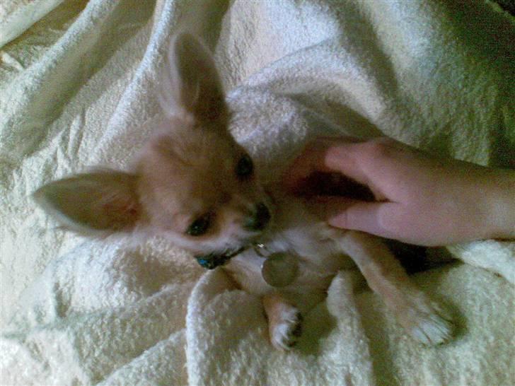 Chihuahua Joey - Ingen kommentarer om mine ører! Skulle jo lige have lov til at vokse dem til :-) billede 13