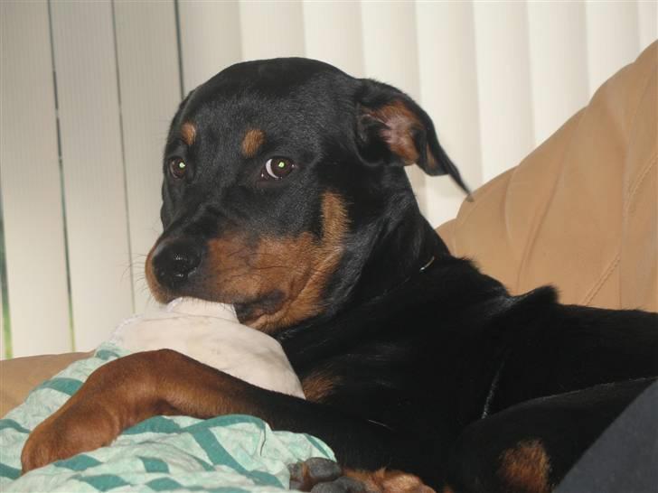 Rottweiler Gisken von Haus Nomis - Uhmm...  billede 8