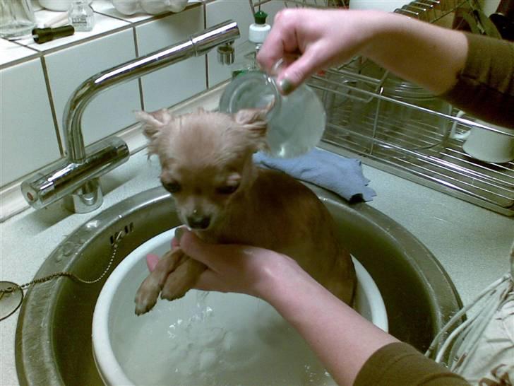 Chihuahua Joey - Mor, er du sikker på der ikke er bølger i det her? Og det må altså godt værre lidt varmere! billede 14