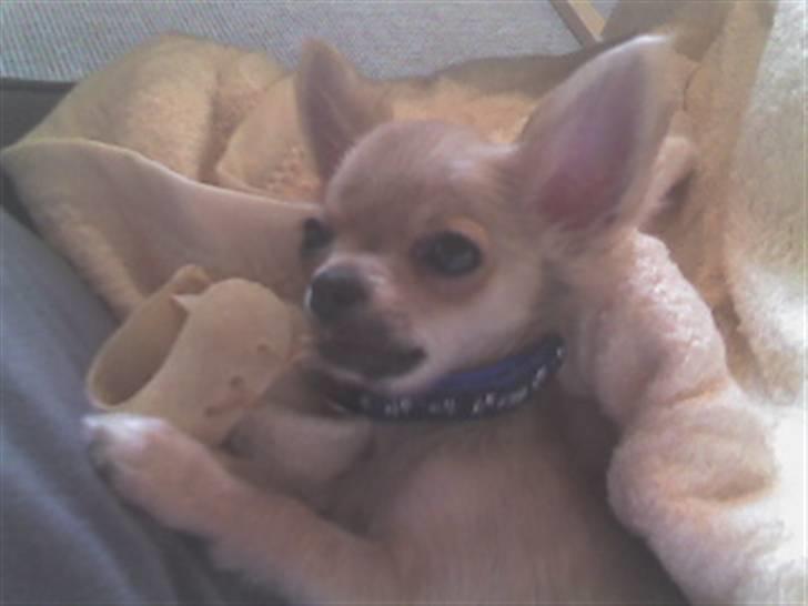 Chihuahua Joey - Nam nam godt ben, og så i sofaen! Se det er livet! billede 15