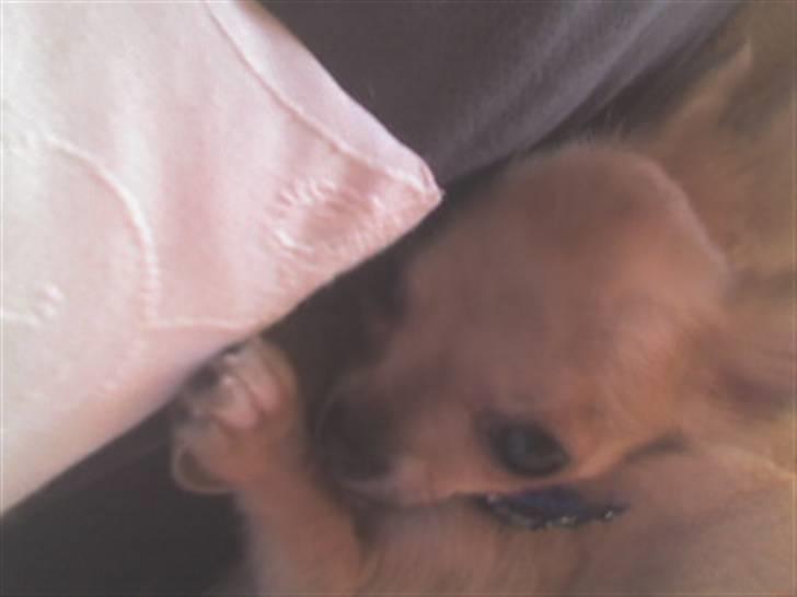Chihuahua Joey - Mor, det kan du da ikke mene! Hvorfor skal jeg ned i kurven når i spiser? billede 16