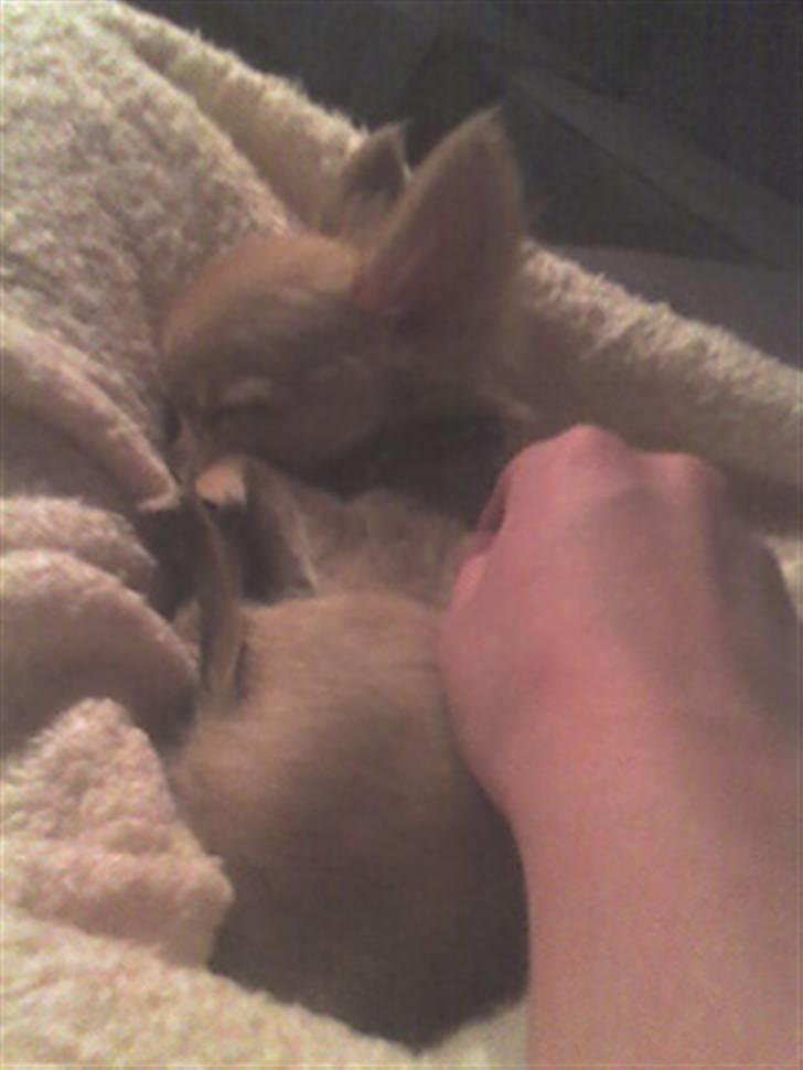 Chihuahua Joey - ZzzzzZ billede 18
