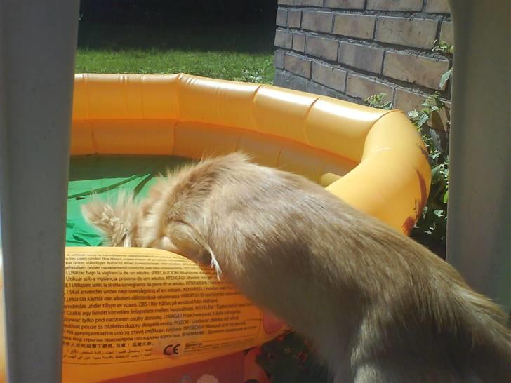 Chihuahua Joey - Er du sikker på der ikke er bølger heri? Jeg vil altså kun i hvis der ikke er bølger! billede 19