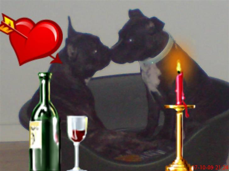 Staffordshire bull terrier Louis >den lille mus< R.i.P 5/6 2016 - louis og hans kærste donna billede 8