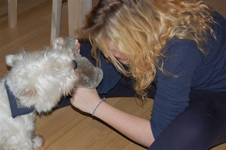 West highland white terrier Chico - Kamp om pivedyret xD (Storesøs vs. Chico) billede 8