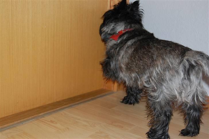 Cairn terrier Timmy - Hjælp, jeg vil ind xD (Skraber på døren) billede 10