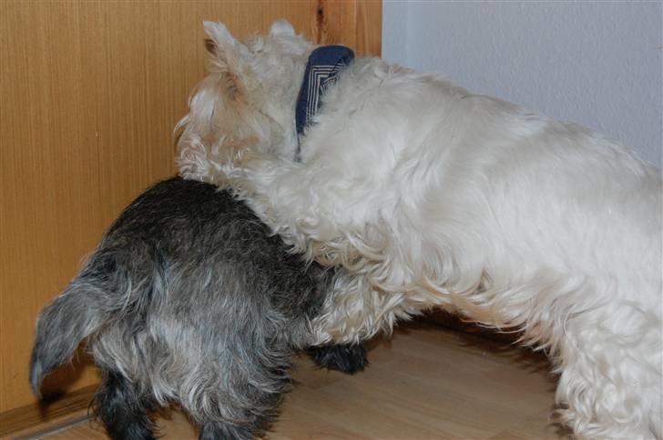 Cairn terrier Timmy - HJÆLP, brutalt overfald xD billede 11