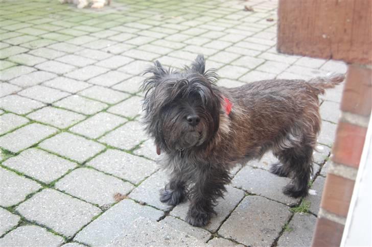 Cairn terrier Timmy - På terassen ;) billede 12