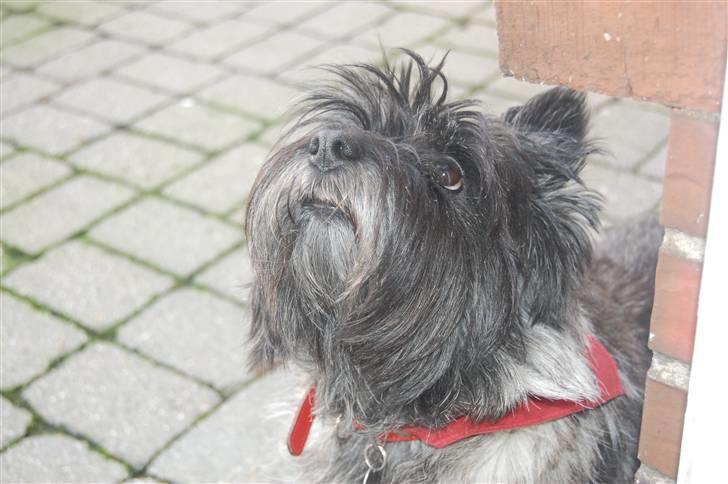 Cairn terrier Timmy - Snuden i vejret =) billede 13