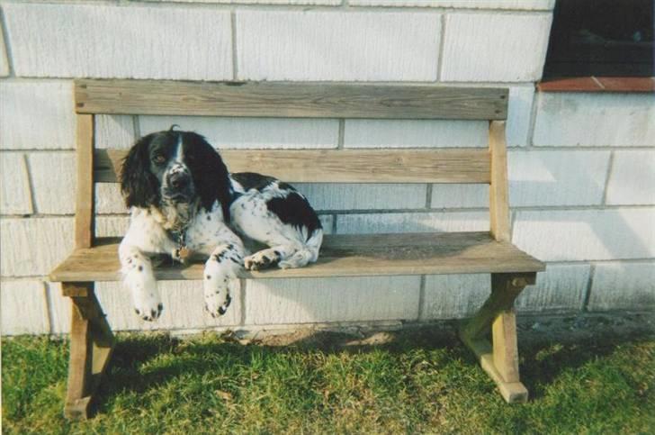 Field Trial spaniel *Victor* billede 17