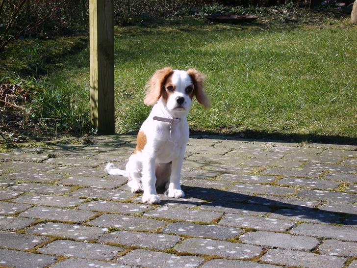 Cavalier king charles spaniel Pepsi - nu er jeg 1 år billede 5
