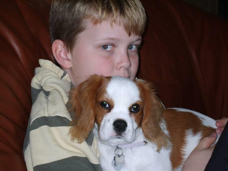 Cavalier king charles spaniel Pepsi - Ja jeg er og bliver ved med at være en puttehund billede 6