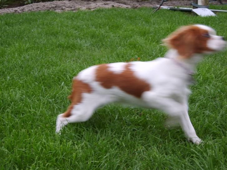 Cavalier king charles spaniel Pepsi - Jeg er da hurtigere end det kammera, så nu er jeg snart ude af det billede.. Hi Hi billede 7