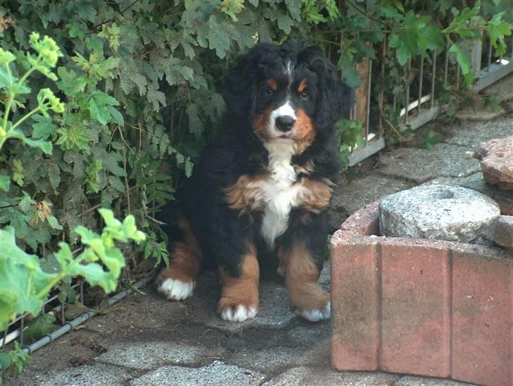 Berner sennenhund Chili billede 17