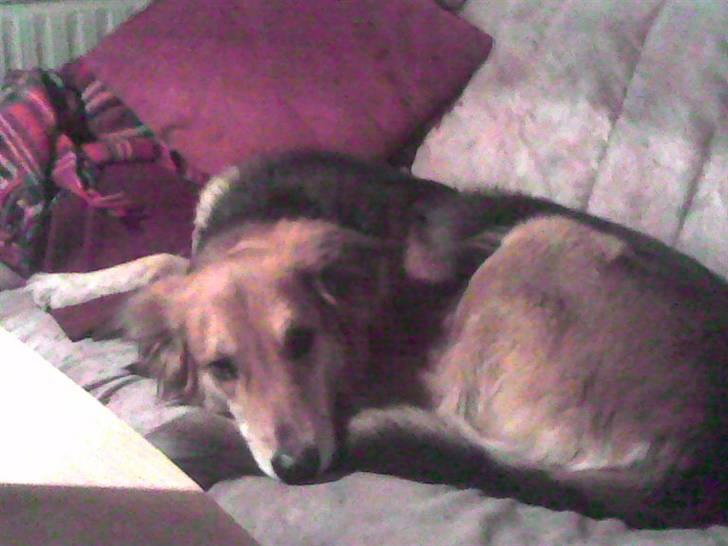 Blanding af racer stella billede 7