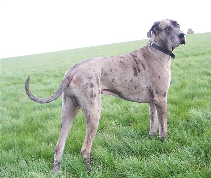 Grand danois Ozzy R.I.P 14.09.2009 - Marts 07 billede 11