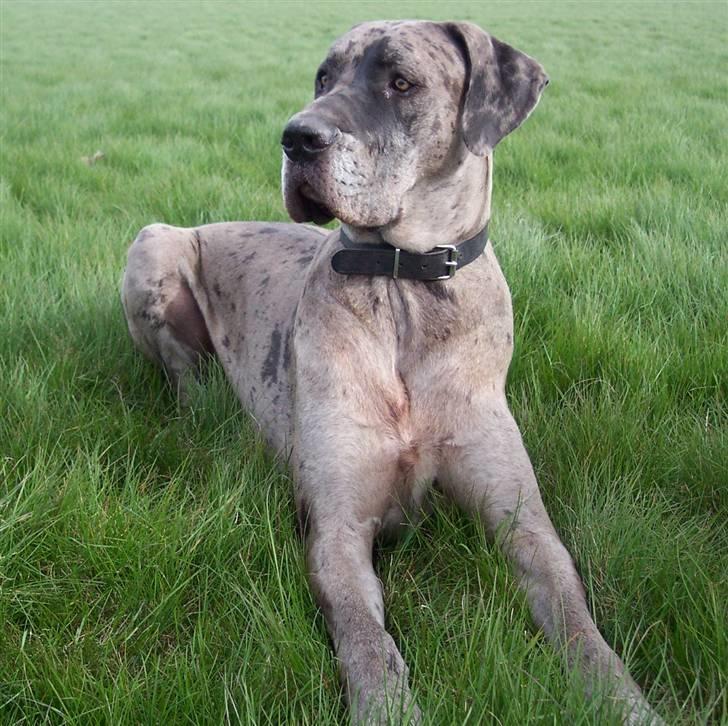 Grand danois Ozzy R.I.P 14.09.2009 - Marts 07 billede 12