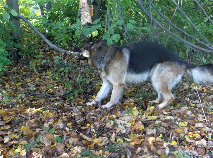 Schæferhund ravnerocks kimbo - kom nu pind jeg vil have dig af træet billede 6