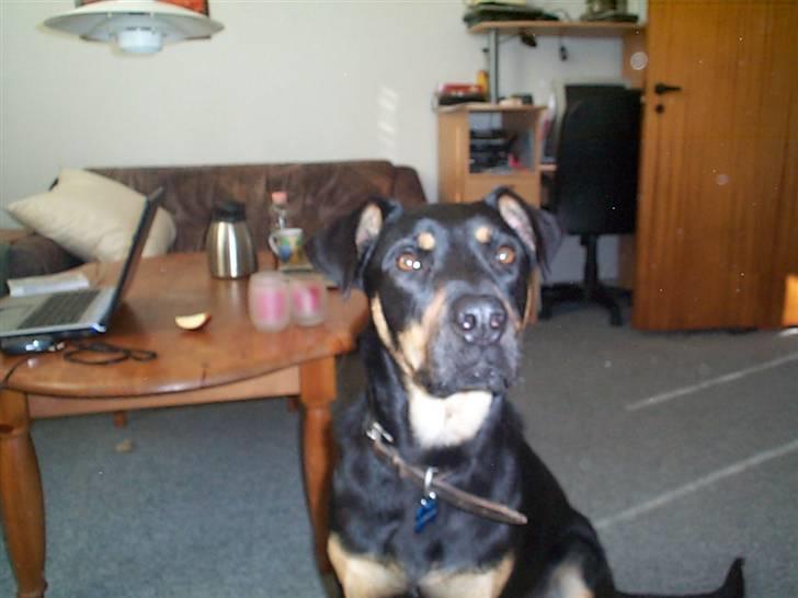 Blanding af racer Zenta - Er jeg ikke bare dejlig? billede 1