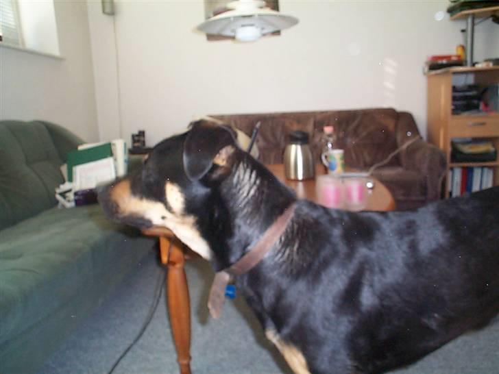 Blanding af racer Zenta billede 2