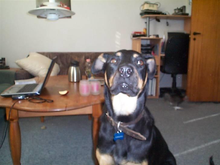 Blanding af racer Zenta - Får jeg snart en godbid? billede 3