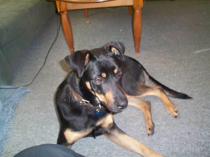 Blanding af racer Zenta - Mor katten laver ulykker. billede 4