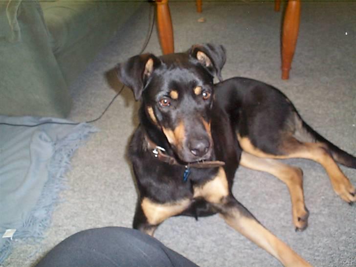 Blanding af racer Zenta - Ligger pænt og venter på mor finder godbiderne. billede 5