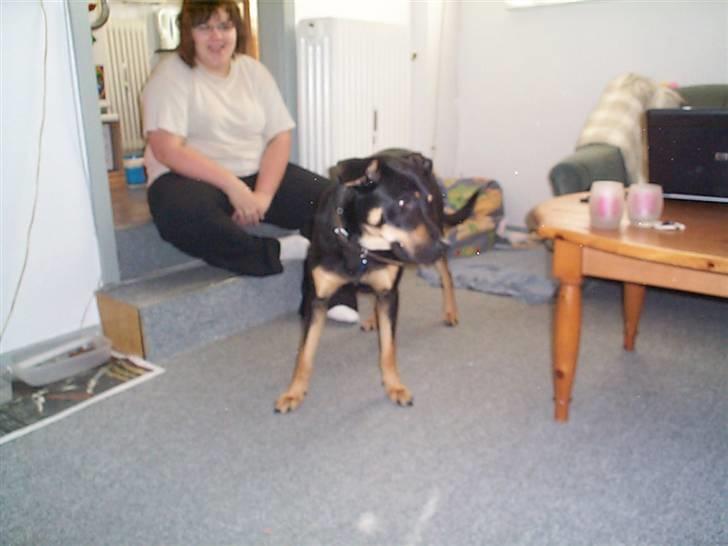 Blanding af racer Zenta - Holder øje med katten Mille. billede 6