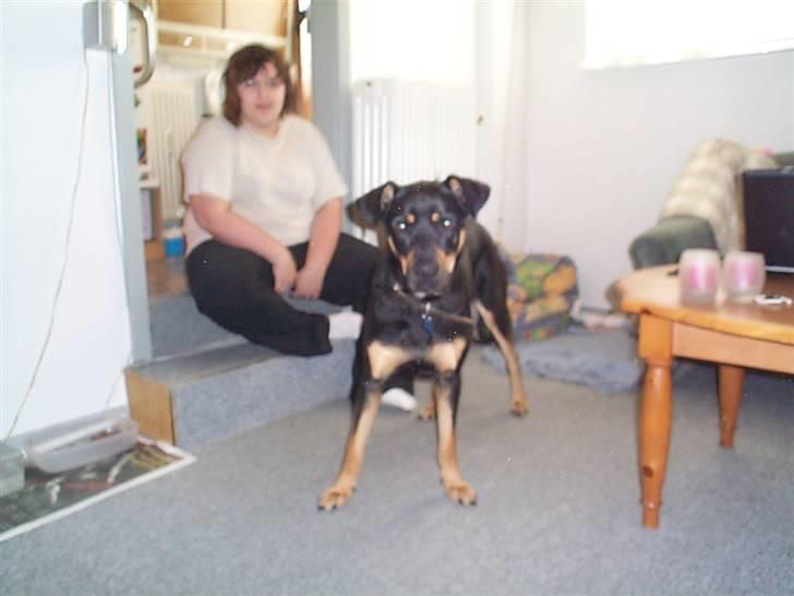 Blanding af racer Zenta - Kigger på fotografen. billede 7